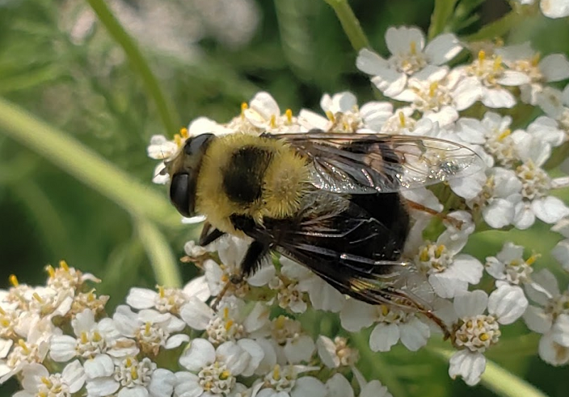 A fly that looks like a bumble bee sitting on yarrow