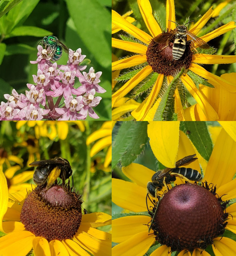 four different bee species on flowers