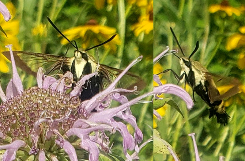 snowberry clearwing feeding on bee balm